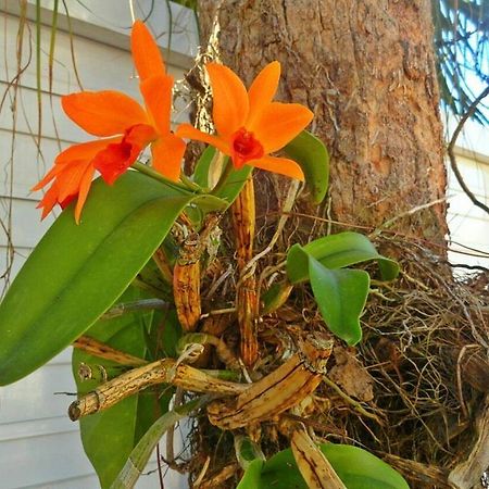 Pousada Orquideas 瓜鲁雅 外观 照片